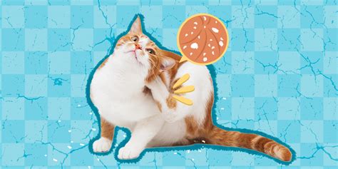 Cat Dry Skin: Signs, Causes And Home Remedies - DodoWell - The Dodo