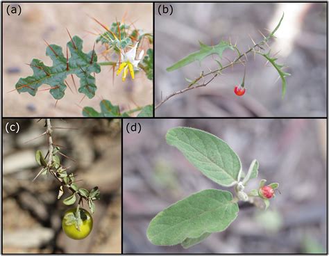 Threatened species in a threatened ecosystem: the conservation status of four Solanum species in ...