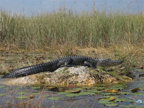 Lake Okeechobee Wildlife Pictures & Sightseeing