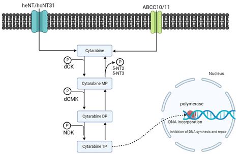 Resistance Mechanism of Acute Myeloid Leukemia Cells Against Daunorubicin and Cytarabine: A ...