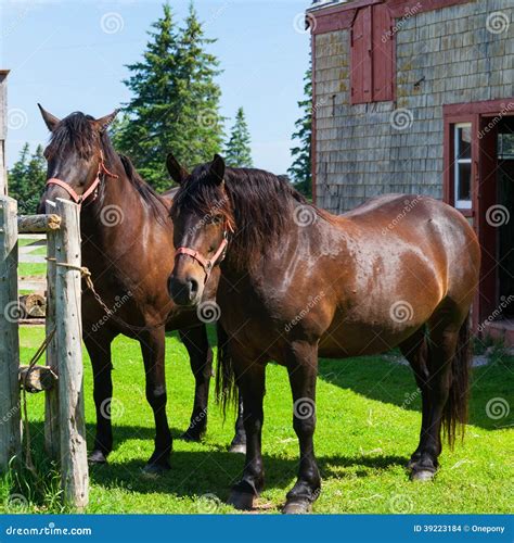 The Canadian Horse stock photo. Image of horse, breed - 39223184