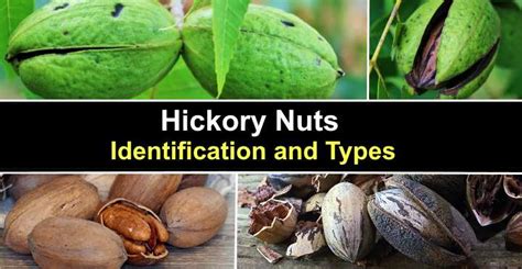 Hickory Nuts: Identification and Types (With Pictures)