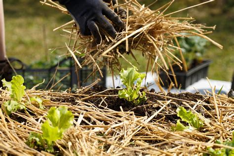 7 Ideas for Mulching a Vegetable Garden That Actually Work - Food ...