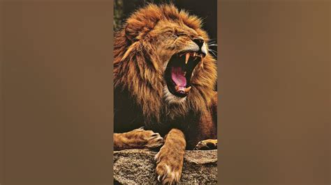 Lion vs Tiger Roar. #lion #vs #tiger #roar #growl #nature #wildlife #animals #sound #jungle # ...