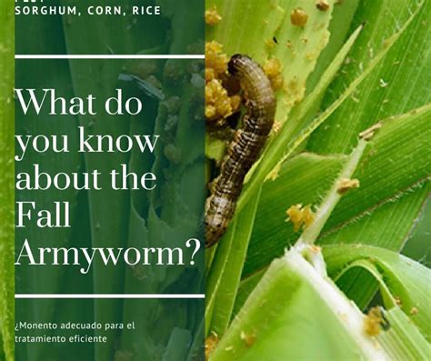 Insecticides for the control of fall armyworm - FuturCrop