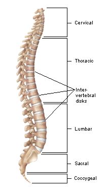 Photo Gallery - Scoliosis