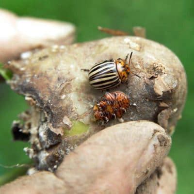 Potato Beetle: How To Identify & Chemically Free Control Them