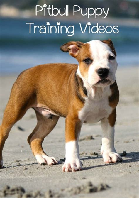 Pitbull Puppy Training Videos - Informative and Adorable