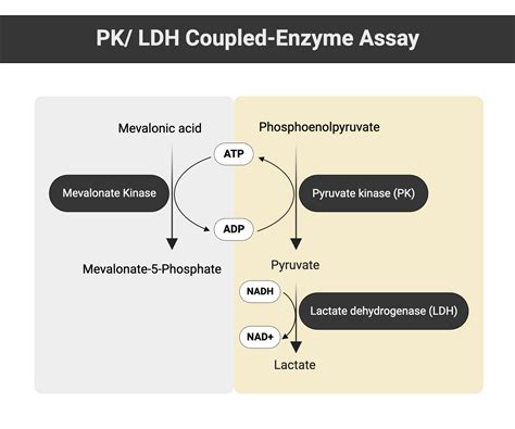 Pyruvate Kinase and Lactate Dehydrogenase Coupled-enzyme Assay | BioRender Science Templates