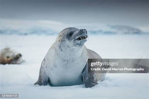 Crabeater Seal Teeth Photos and Premium High Res Pictures - Getty Images