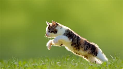 Fond d'écran : chat, animaux, herbe, Sauter, Fond vert, moustaches ...