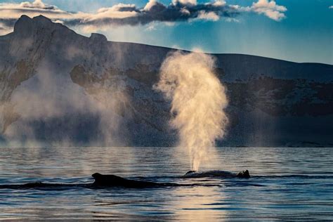 After a deep dive to feed on krill in Antarctica, humpback whales let ...