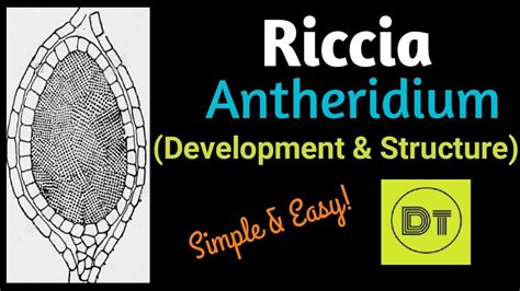 Bryophyta- Riccia (Antheridium/Development & Structure) (ASSAMESE ...