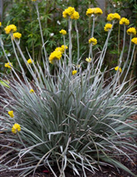 Native Grasses — Plants Plus Cumberland Forest in 2020 | Plants ...