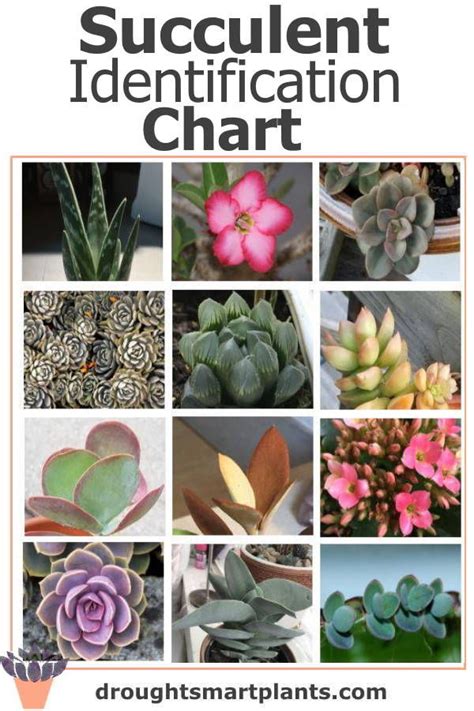 Succulent Identification Chart - find your unknown plant here | Container garden succulents ...