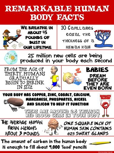 Health and Science Poster: Remarkable Human Body Facts | Teaching Resources