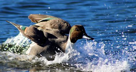 Pintail Duck Landing Painting by Sue Harper