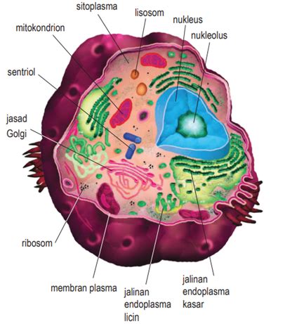 Biologi Sel dan Organisasi Sel - Root of Science