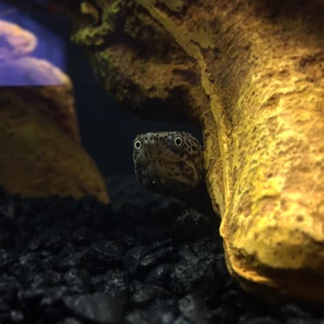 My Razor-Backed Musk Turtle, Garth. : r/turtle