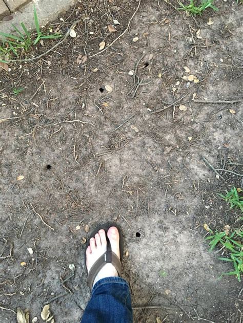 Dime-sized holes in yard — any idea what causes these? : r/Austin