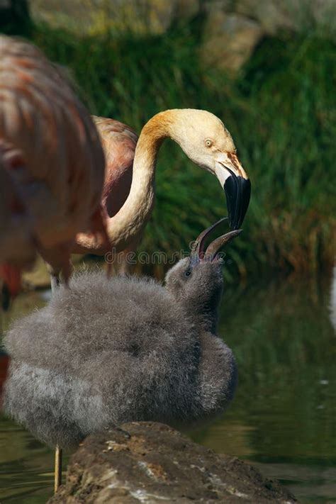 Portrait of a Flamingo Feeds Her Young Stock Photo - Image of youngster, feed: 10656120