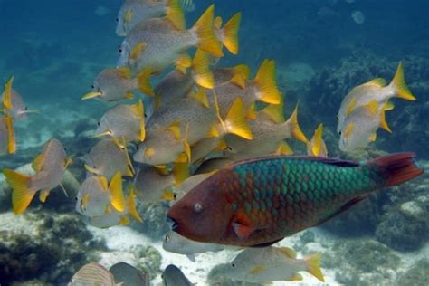 BELIZE BARRIER REEF | Marine life, Belize, Endangered