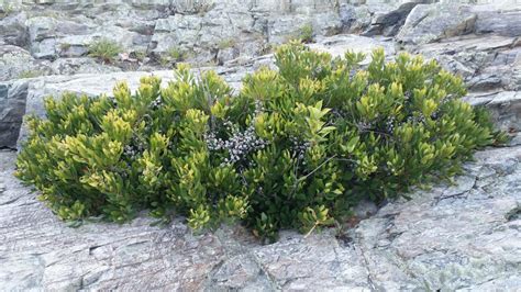 Northern Bayberry - Myrica Pensylvanica | Shrubs | Cold Stream Farm