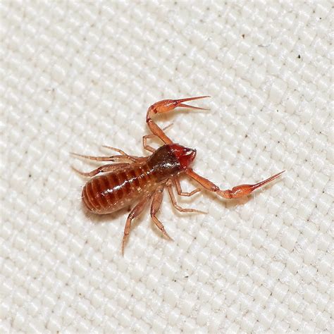 Pseudoscorpion | Pseudoscorpion, possibly Chthonius ischnoch… | Flickr