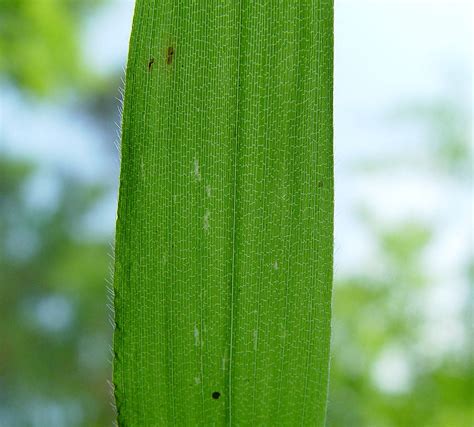 Grass Leaf Texture : This plant cell texture can be used. - Go Images Load