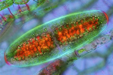 Photosynthetic Organisms - Plants, Algae, Cyanobacteria