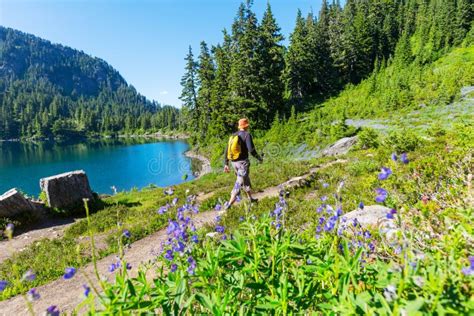 Summer hike stock photo. Image of path, meadow, trail - 169146256