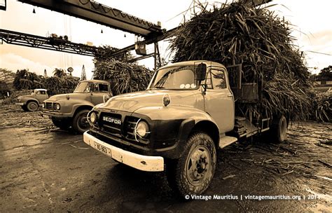 Cane Harvest Season - Bedford Trucks Unloading Sugar Cane at the ...