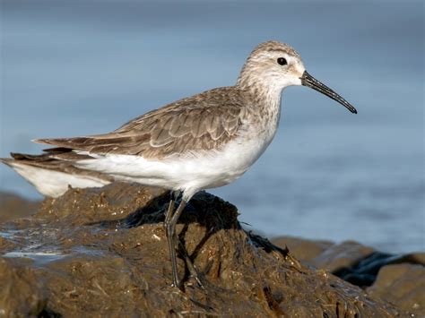 Curlew Sandpiper - eBird