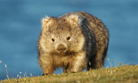 Why do wombats have cube-shaped poo? - Australian Geographic