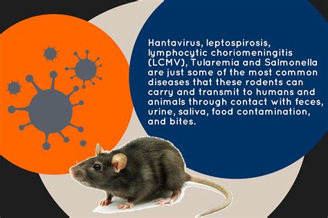 The Difference Between a Rat and a Mouse: How to Tell These Two Rodents Apart