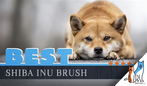 7 Best Brushes for Shiba Inu With 5 Simple Brushing Tips