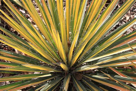 Color Guard Variegated Yucca | Oklahoma State University