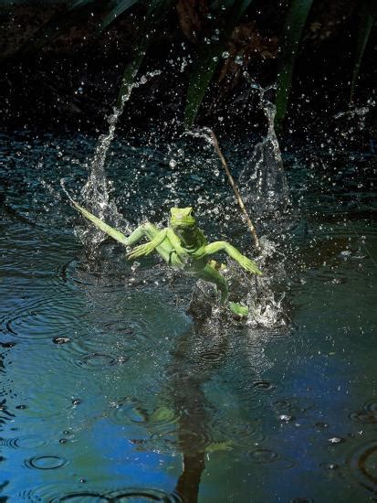 'Green Basilisk or Plumed Basilisk Running on Water (Basiliscus ...