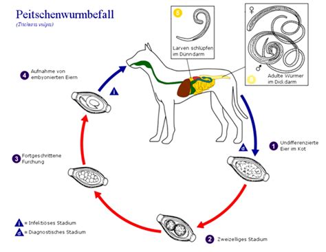 Trichuris Vulpis Life Cycle