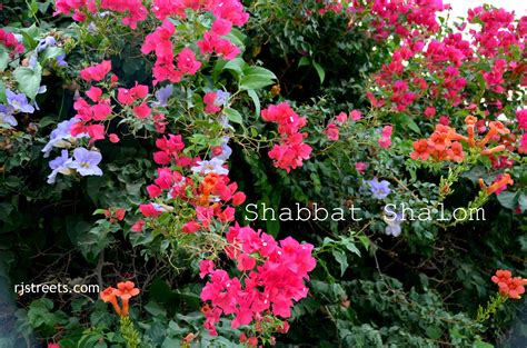 flowers jerusalem | Jerusalem, Shabbat shalom, Flowers