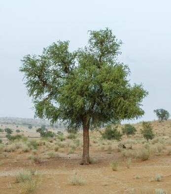 Khejri Tree | Fruits, Leaves, Uses & Benefits - Info About Trees