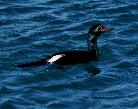 Pelagic Cormorant, breeding plumage | Pelagic Cormorant, bre… | Flickr