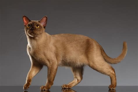 10 Cat Breeds That Can Act Like "Guard Cats" (With Pictures) - Catster