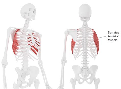 From Boxing to Breathing: The Many Functions of the Serratus Anterior Muscle