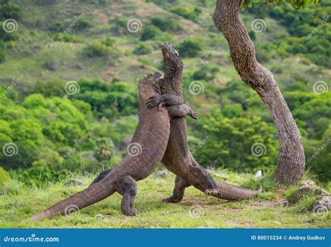 Komodo Dragons are Fighting Each Other. Very Rare Picture. Indonesia ...