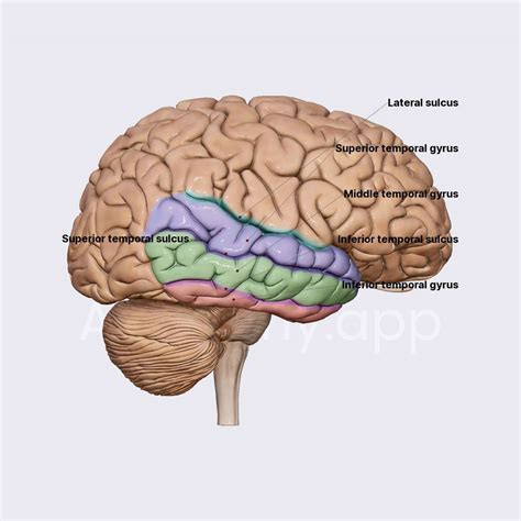 Temporal lobe: sulci and gyri | Brain | Head and Neck | Anatomy.app ...