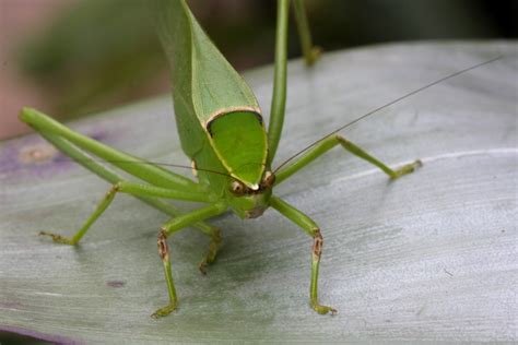 Esperança - gafanhoto-verde (família Tettigoniidae) - 3 | Flickr