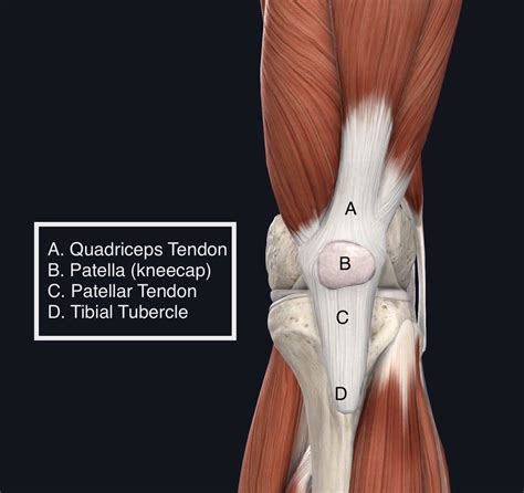 Präposition Erholung Zurückhalten extensor mechanism Erzählen ...