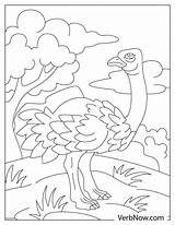 Free OSTRICH Coloring Pages For Download Printable PDF sketch template