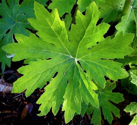 Urban Landscape, Native Landscape: Petasites frigidus var. palmatus